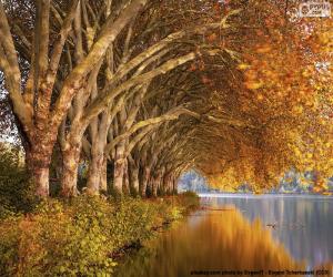 пазл Деревья у озера осенью